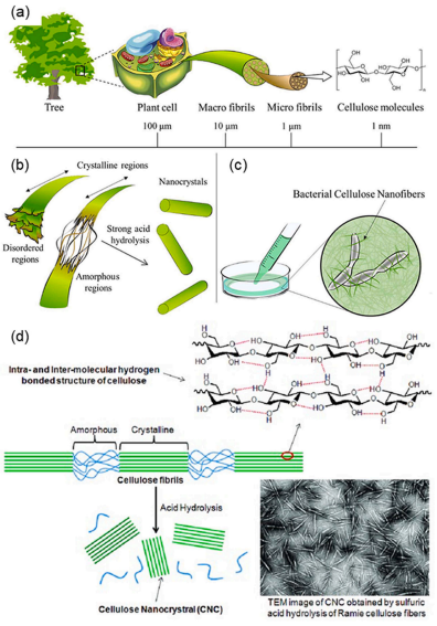 Cellulose Nanocrystals: Advancements and Applications in 3D Printing